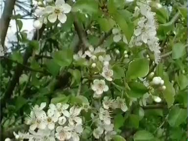 Mahlep (Prunus mahaleb) nelere iyi gelir? Mahlebin (Prunus mahaleb) faydaları nelerdir?