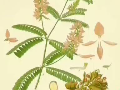 Meyan (Glycyrrhiza glabra) nelere iyi gelir? Meyanın (Glycyrrhiza glabra) faydaları nelerdir?