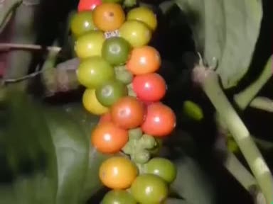 Karabiber (Piper nigrum) nelere iyi gelir? Karabiberin (Piper nigrum) faydaları nelerdir?