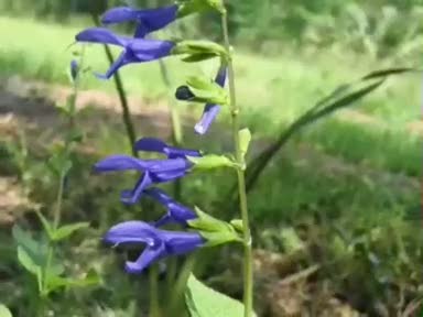 Anason (Pimpinella anisum) nelere iyi gelir? Anasonun (Pimpinella anisum) faydaları nelerdir?