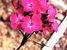 Karanfil Syzygium aromaticum nelere iyi gelir? Karanfilin Syzygium aromaticum faydaları nelerdir?