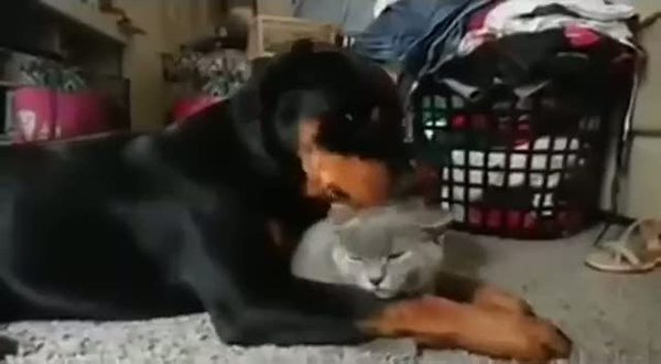 Köpeğin kedi sevgisi
