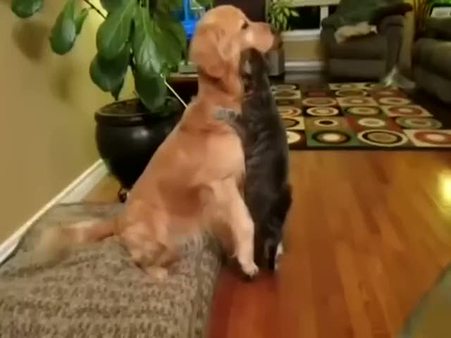 Köpek ve kedinin ilginç hareketleri