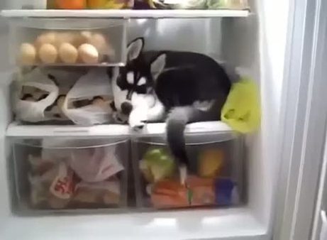 Buzdolabında uyuyan köpek