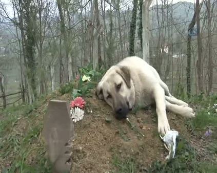 Kangal köpeği 1 yıldır sahibinin mezarı başından ayrılmıyor
