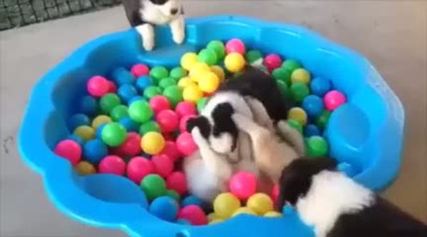 Top havuzunda oyun oynayan köpekler