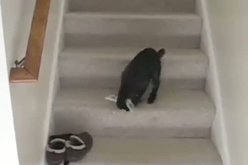 Minik kuzu merdivenlerde eğleniyor