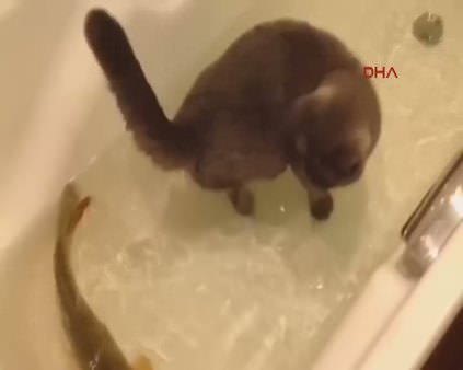 Kedinin küvette balıkla oyunu