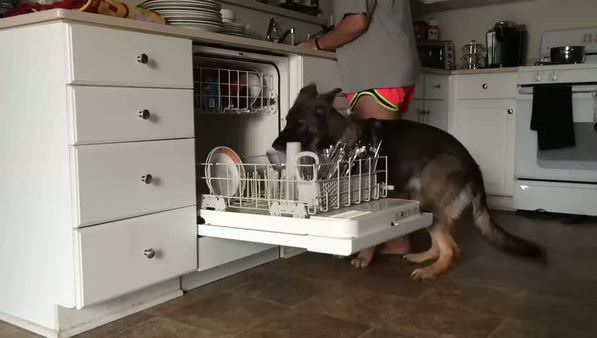 Bulaşıkları makineye yerleştiren zeki köpek