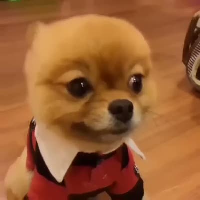 Dünyanın en tatlı köpeği