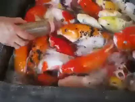 Biberonla beslenen balıklar