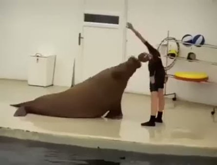 Sportif deniz aslanı