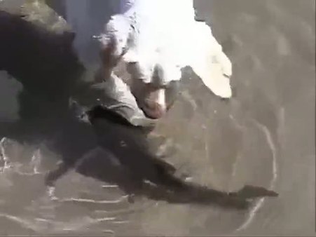 Bu köpek denizde bakın kiminle oynuyor