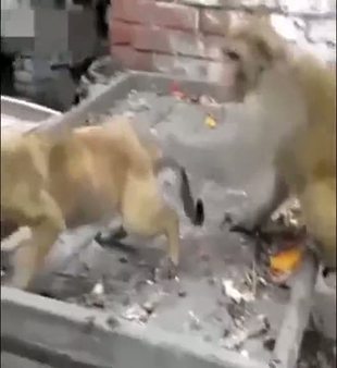 Köpeğe rahat vermeyen maymun