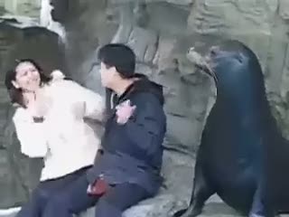 Fok balığı tam resim çekilirken...