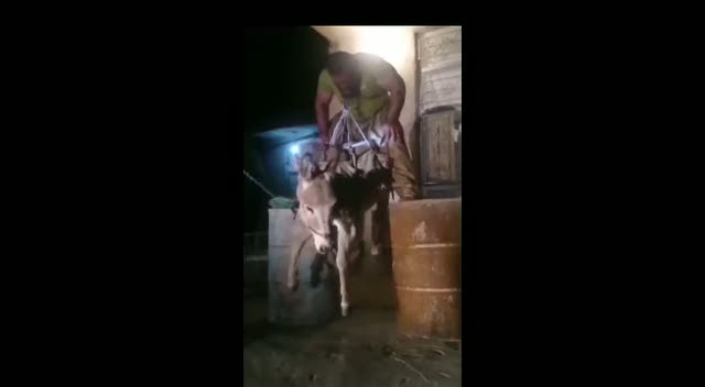 Dişleriyle eşek kaldıran adam