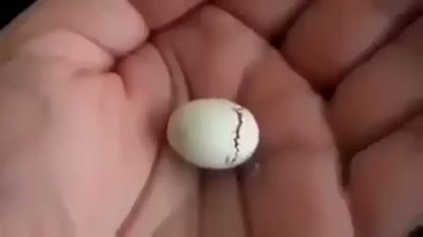 Minik kuş yumurtadan çıkıyor