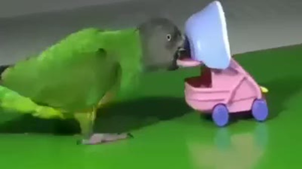Bebek bakıcısı papağan