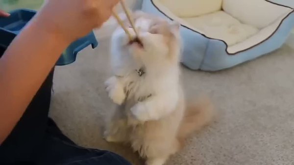 Sevimli kedi mamasını böyle yiyor