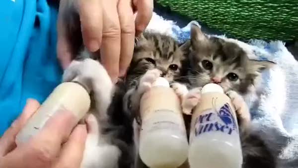 Biberondan süt içen kediler