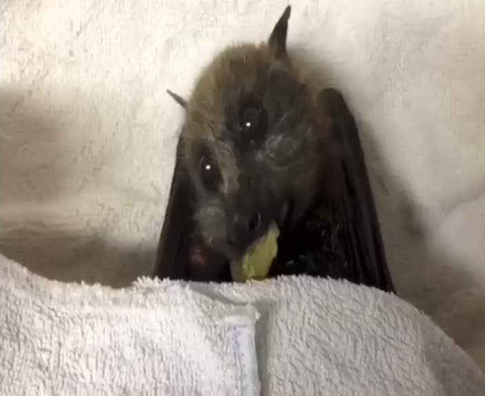 Sevimli yarasa olur mu?