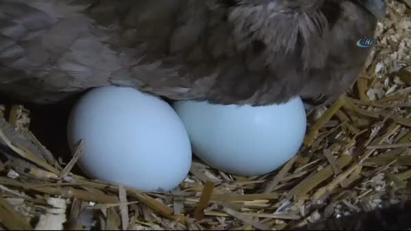 Mavi renkli yumurta yumurtlayan tavuklar