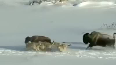 Bizon bizona bunu yapar mı?