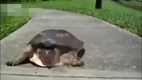 Kim demiş kaplumbağalar yavaştır