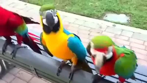 Bu papağanlar birbirinden güzel