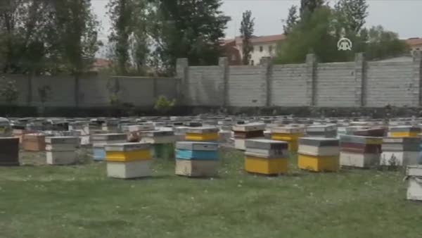 Arılar vatandaşlara saldırdı