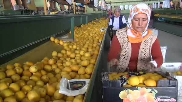 Irak'ın limonu Mersin'den gidiyor