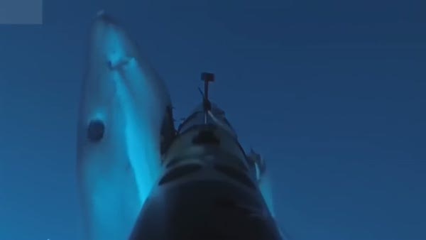 Kameraya köpek balığı saldırısı