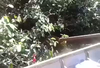 Dev yılan görenleri şaşırttı