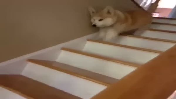 Merdivenlerden bakın nasıl iniyor