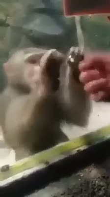 Bu maymun istediğini alamayınca