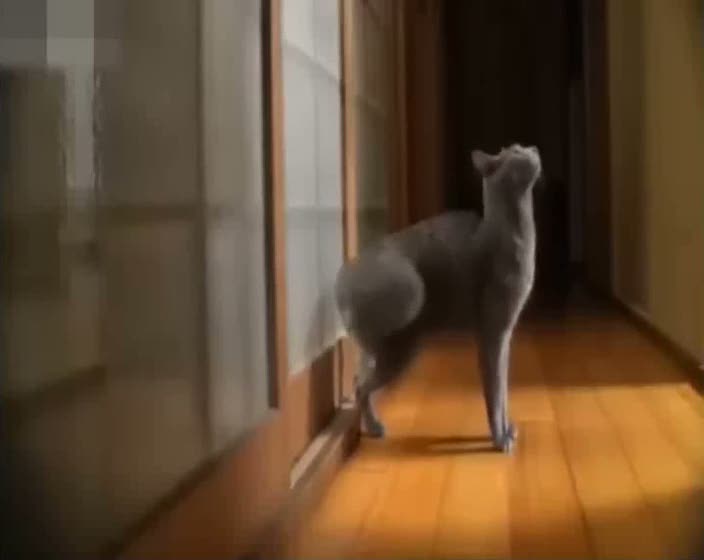 Kapı çalan kedi