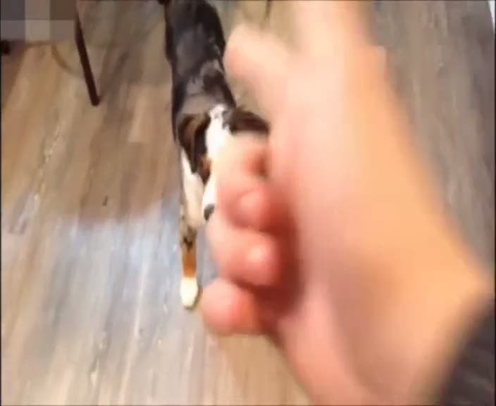 Ölü taklidi yapan köpek