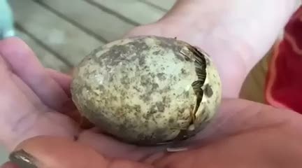 Yumurtadan böyle çıktı