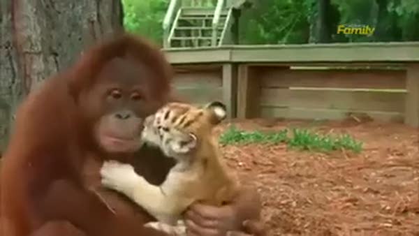 Kaplan yavrularına dadılık yapan orangutan