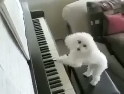 Piyano çalan köpek