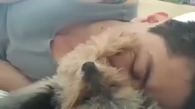 Sahibini sakinleştiren köpek