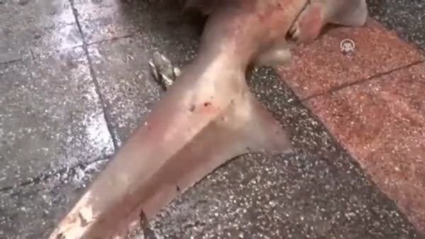 4 metre boyunda köpek balığı yakalandı