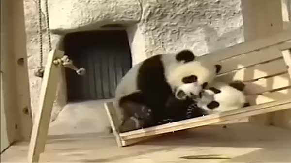 Pandaların komik halleri