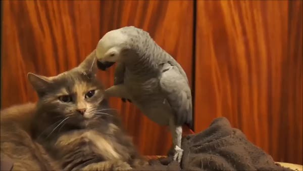 Papağanın kediye artistliği
