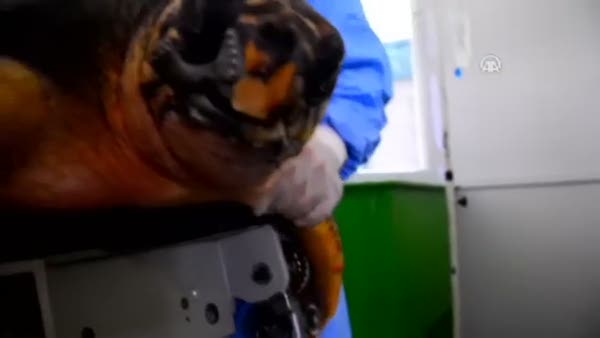Dünyada ilk defa bir caretta carettaya 3D çene protezi takıldı