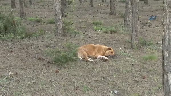 Eskişehir'de esrarengiz köpek ölümleri