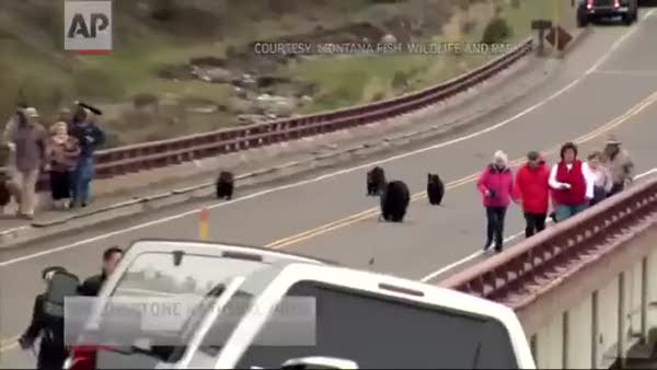Turistleri ayılar kovaladı