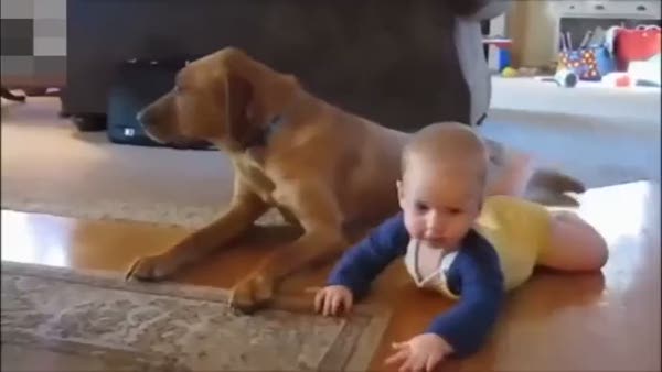 Köpekleri taklit eden bebekler
