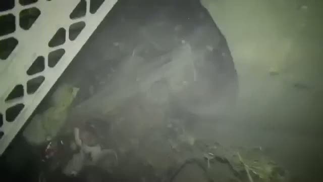 Sokak canlılarının muhteşem değişimi (6)