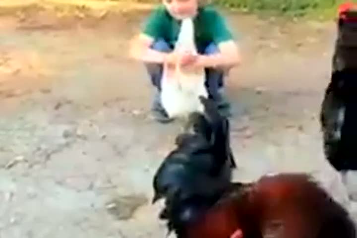 Küçük çocuğun tavukla ilişkisi